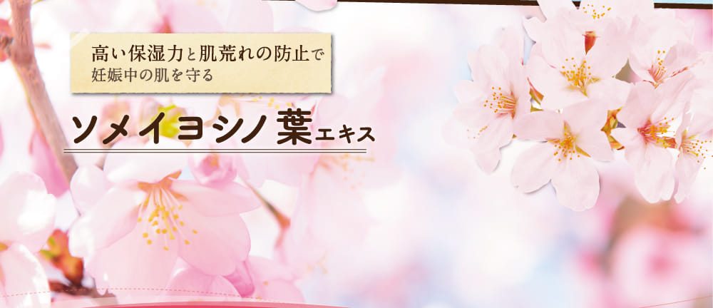 ソメイヨシノ葉エキス